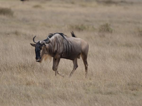<h3><a href="/trips/tanzania/biota/animalia/chordata/mammalia/artiodactyla/bovidae/connochaetes taurinus/connochaetes taurinus-nl.html">Connochaetes&nbsp;taurinus</a> / Blue&nbsp;wildebeest / Blauw&nbsp;wildebeest</h3>OM-1 Mark II met OLYMPUS M.150-400mm F4.5 TC, 1/2000 sec  bij F5.6, ISO 250, afstand 91.3&nbsp;m